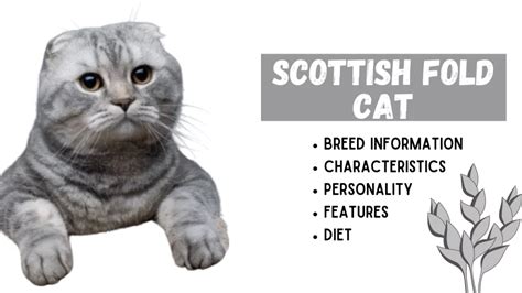 Scottish Fold Cat Breed Information: A Cat With Folded Ears