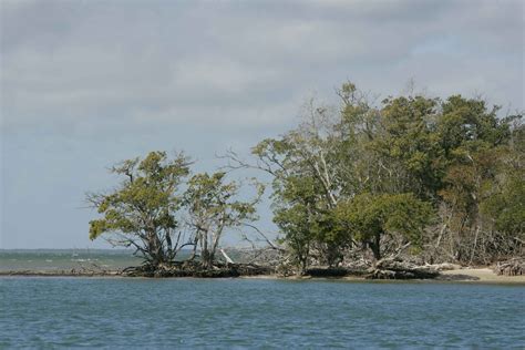 Free picture: mangrove, trees, growing, water, eroded, beach