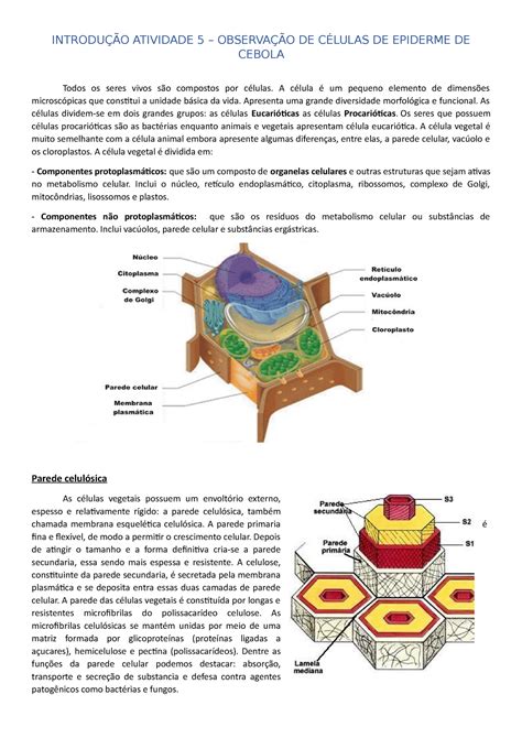 Aula Pr Tica C Lula Da Cebola