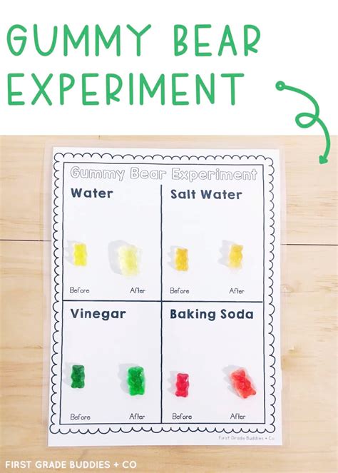 Simple Science: Gummy Bear Experiment | First Grade Buddies