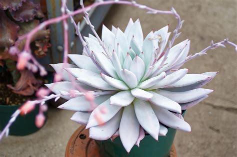 Cultivated Echeveria Hybrid Southwest Gardens Rsucculents