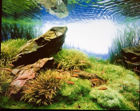 Underwater Scene with Grass and Rocks