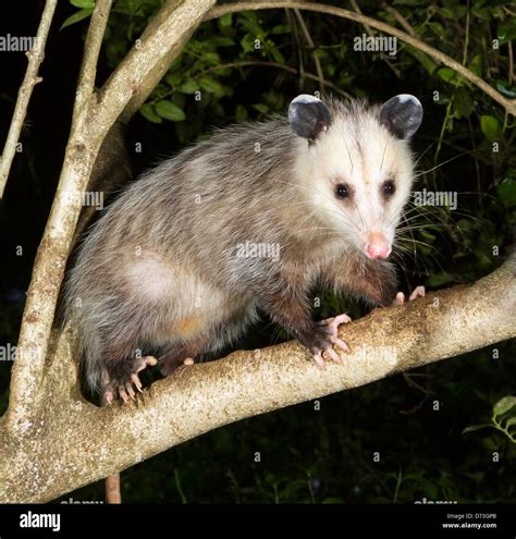 The opossum fotografías e imágenes de alta resolución Alamy