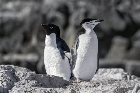 Antarctic Peninsula - Cruises, Expeditions & Trips