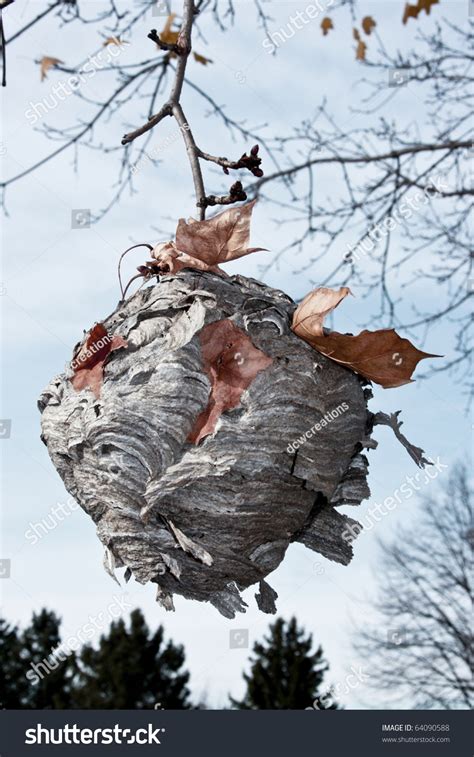 Bee Hive Nest In A Tree In Vertical Format Stock Photo 64090588 ...