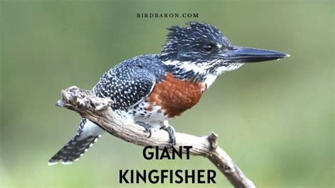 Giant Kingfisher Facts Description Call Size Sound Birdbaron