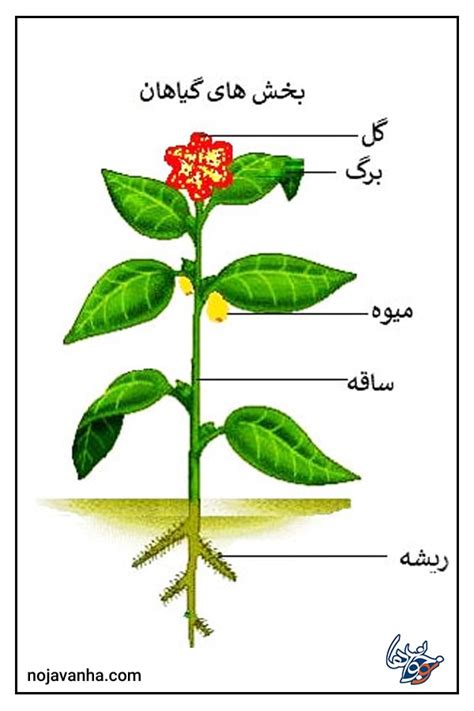 28 عکس نقاشی قسمت های مختلف گیاه کلاس اول