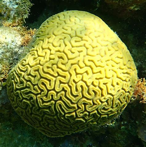 Grooved Brain Coral Caribbean Shallow Water Stony Corals Commonly Seen