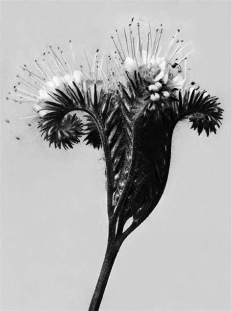 Karl Blossfeldt Art Forms In Nature Vadehra Art Gallery