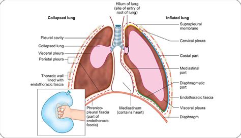 Endothoracic Fascia Vs Parietal Pleura