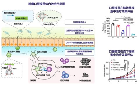 国家纳米科学中心在口服疫苗方面取得进展 国家纳米科学中心