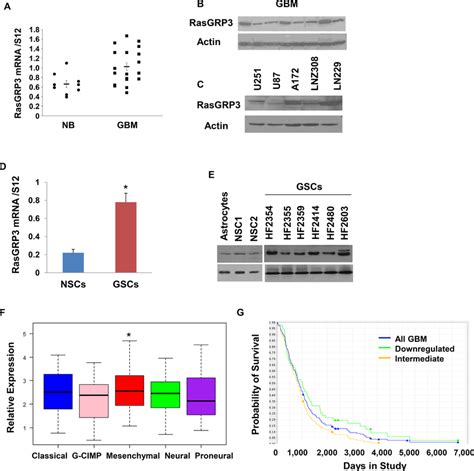 Expression Of Rasgrp In Gbm Glioma Cell Lines And Gscs Total Rna Was