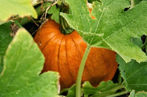 The Parsimonious Princess How To Grow A Backyard Pumpkin Patch