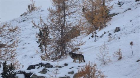 Switzerlands Wolves Get Too Close For Comfort Bbc News