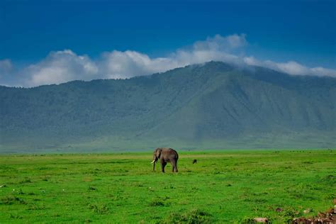 100 Ngorongoro Crater Wallpapers Wallpapers