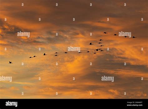 A Flock Of Sandhill Cranes Grus Canadensis Fly Across A Brilliant