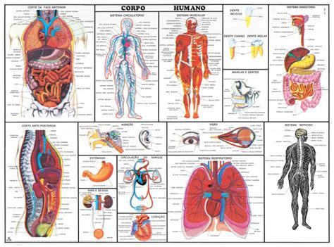 Mapa Do Corpo Humano - Mapa Do Corpo Humano órgãos - BINKEDU