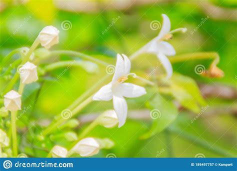 Beautiful White Indian Cork Tree Flower Millingtonia Hortensis The