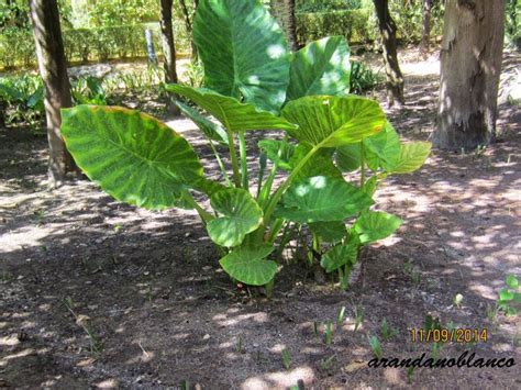 Arbustosensevilla Encinarosa Oreja De Elefante Colocasia Esculenta