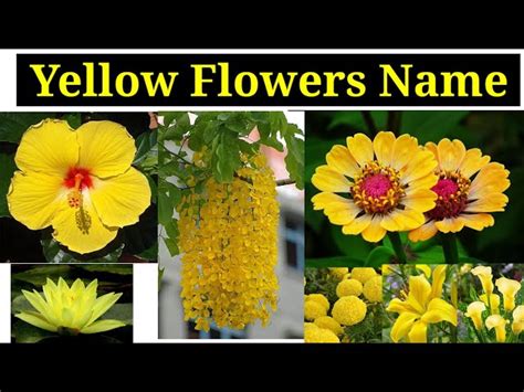 Yellow Flowers Names And Pictures