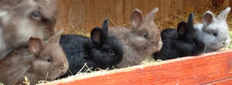 English Angora rabbit colours - UK National Angora Rabbit Club