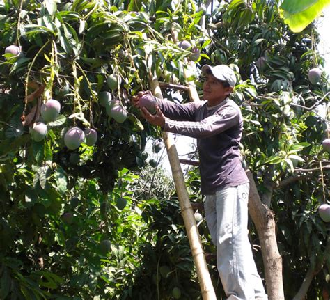 Pur E Bio Mangue Pomme Ananas Issue Du Commerce Equitable