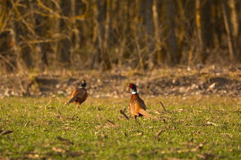Wildlife Perfect - Kaup Forage & Turf - Create Thriving Habitats