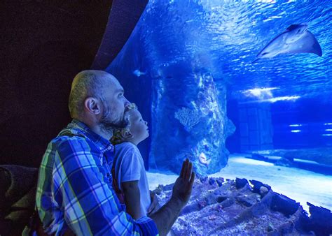 Georgia Aquarium Animals: Explore Marine Life