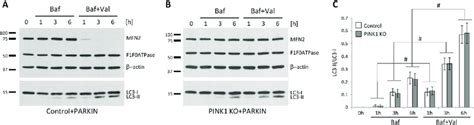 Autophagy Flux Is Comparable Between Valinomycin Treated Control And