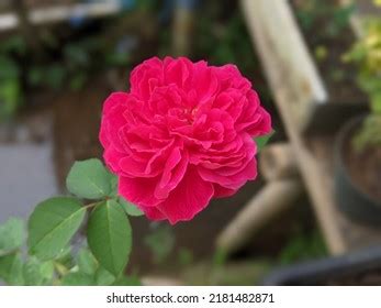 Red Rose Flower Blur Background Stock Photo 2181482871 | Shutterstock