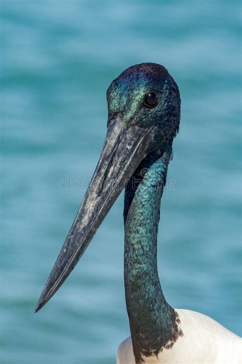 Black Necked Stork In Queensland Australia Stock Photo Image Of Fauna