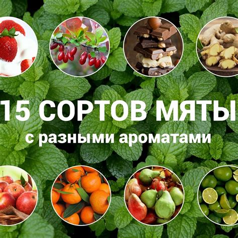 Купить Мяту в ассортменте Комнатное растение