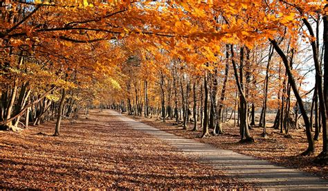 Jesień Drzewa Droga Park