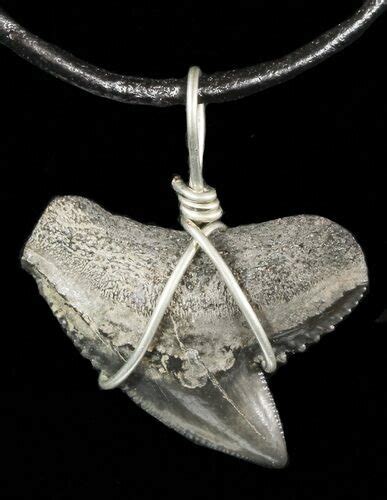 Fossil Tiger Shark Tooth Necklace For Sale Fossilera