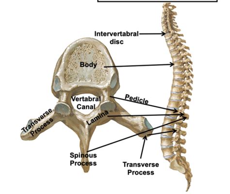 Spine Flashcards Quizlet