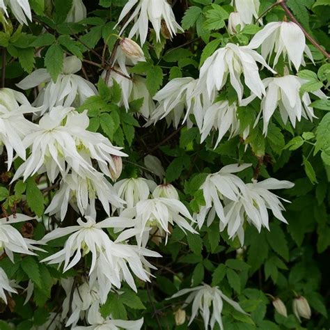 Clematis Albina Plena c2 Atrageneklematis - Spakarps plantskola