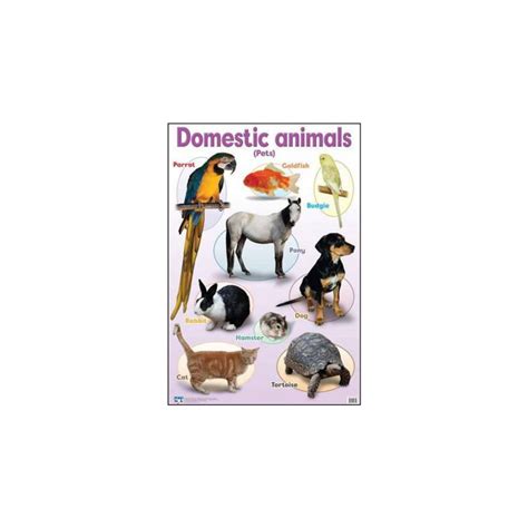 Domestic Animals Poster - Play School Room CC