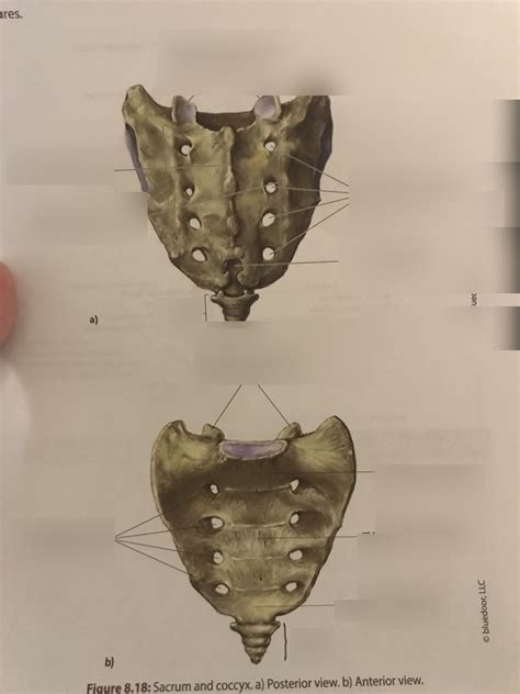 Sacrum and Coccyx Diagram | Quizlet