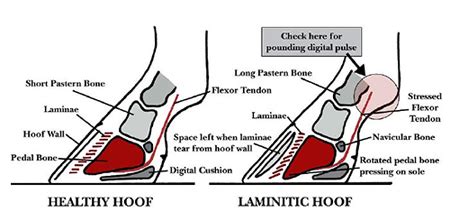 Laminitis - Causes & Prevention