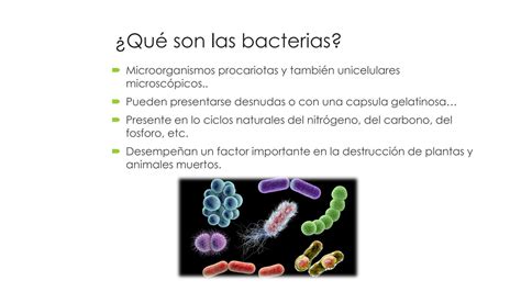 Solution Bacterias Studypool