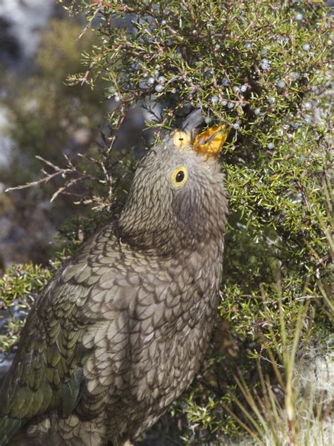 Juvenile Kea Feeding On Coprosma Berries Arthurs Pass March 2014 By