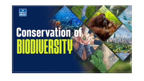 Conservation Of Biodiversity Types Measures And More