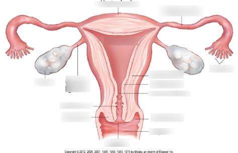 Layers Of The Uterus Diagram Diagram Quizlet