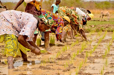 New Farming Technology Boosts Rice Production In Tanzania