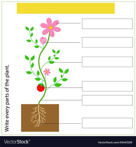 Parts Of A Plant Worksheet Free Worksheets Printable