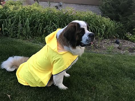 Raincoats For St Bernards Raincoats For Big Dogs