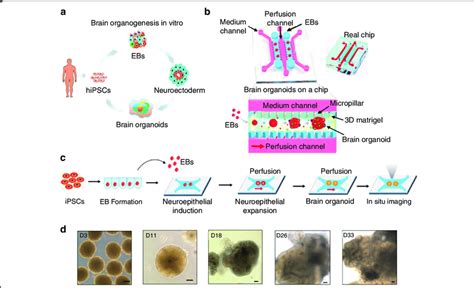 Example Of A Microfluidic Device For Brain Organoid Production A