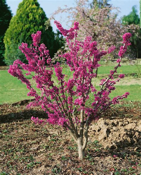 Chinesischer Judasbaum Avondale Cercis Chinensis Avondale Wyss Shop