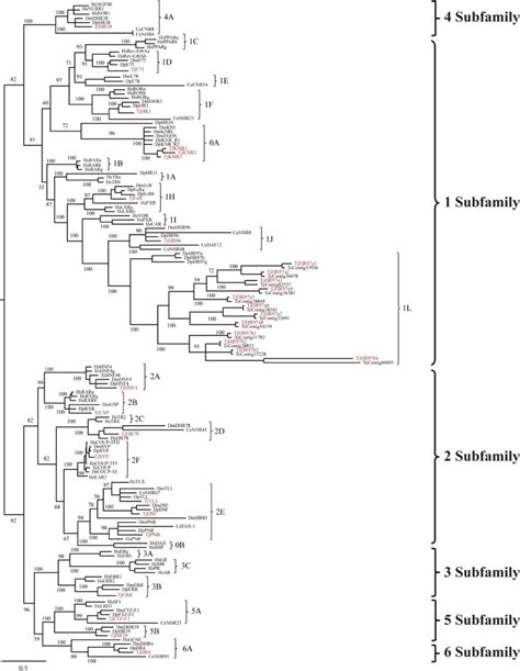 Gene Phylogeny Of Nuclear Receptors In T Japonicus And Other Related