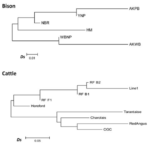 Neighbor Joining Nj Dendrogram Of Genetic Distances Ds Between